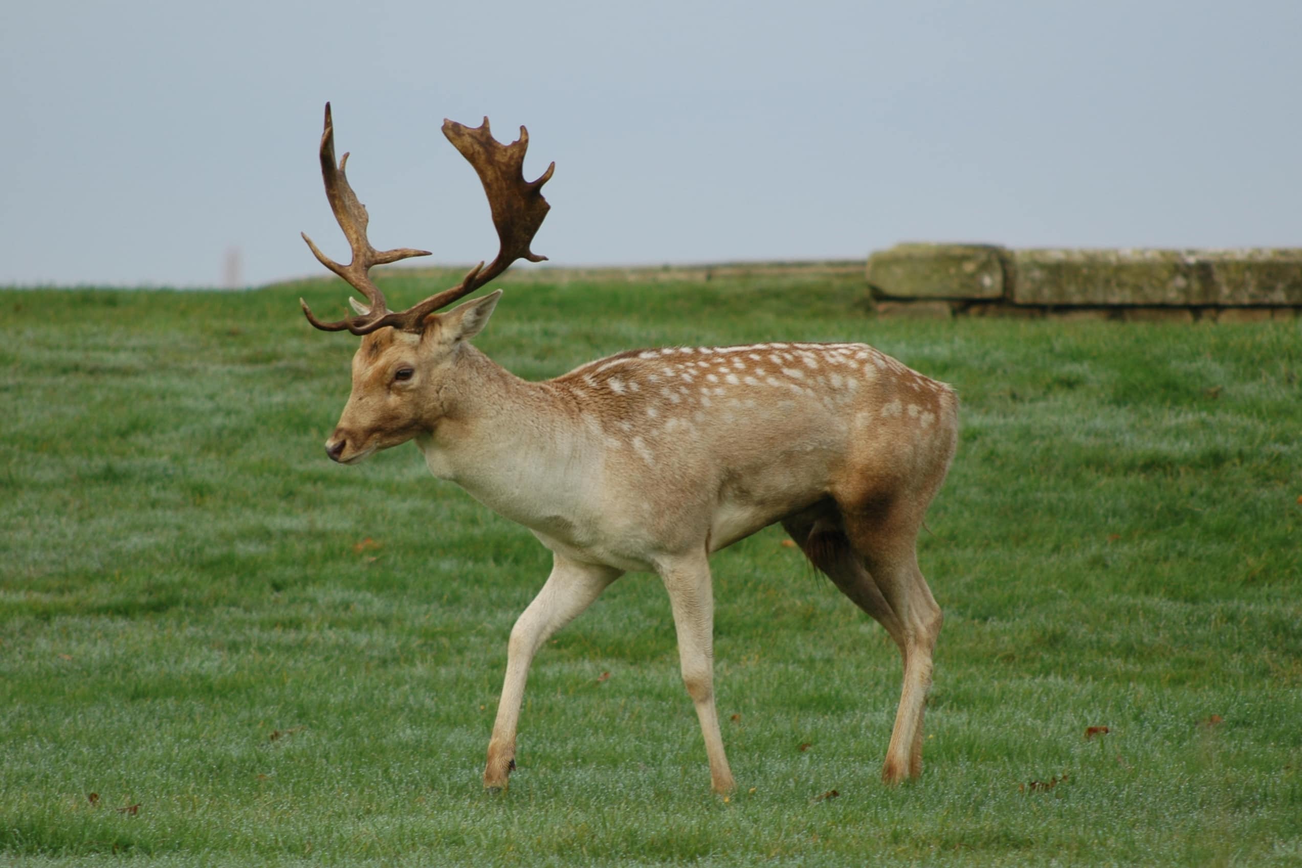 Hampton Court Deer