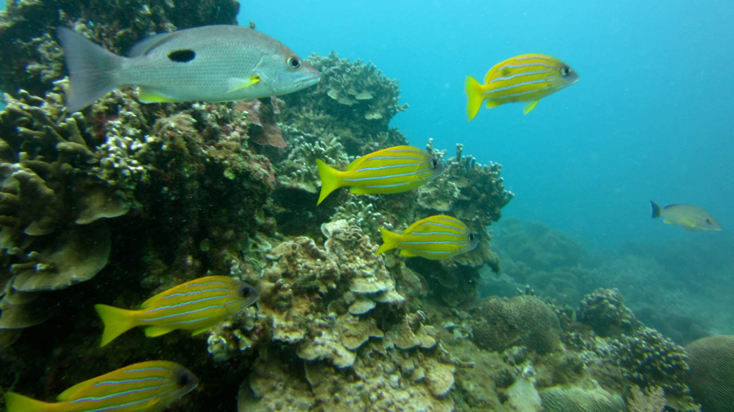 Scuba Diving in Kenting, Taiwan