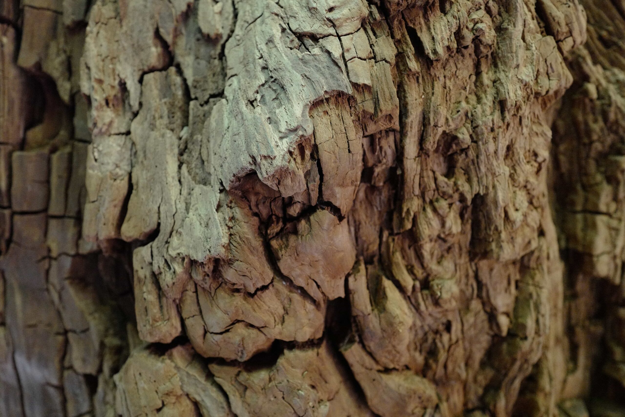 Jōmon Sugi: Yakushima’s Oldest Resident