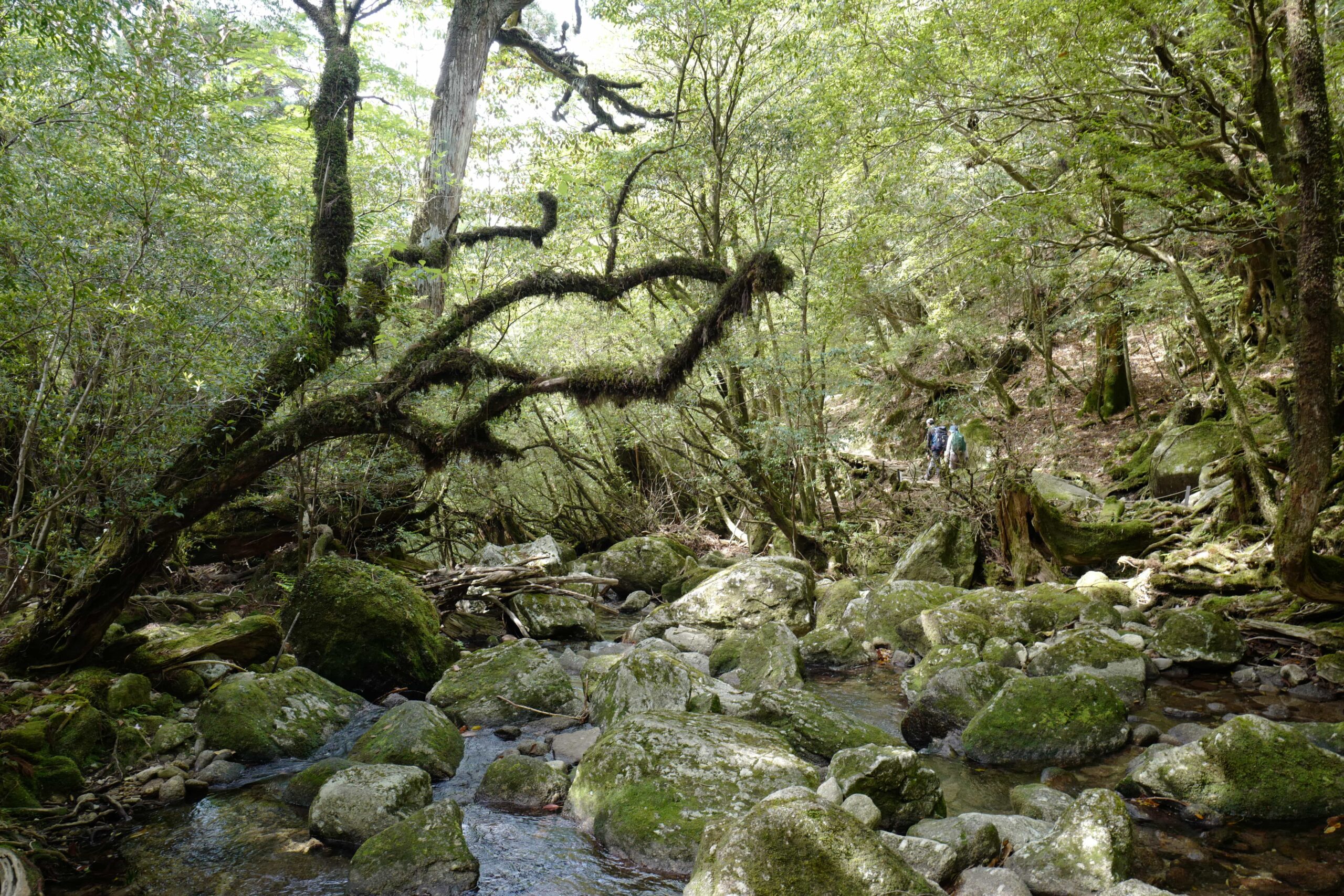 Yakushima: Shiratani Unsuikyo Ravine