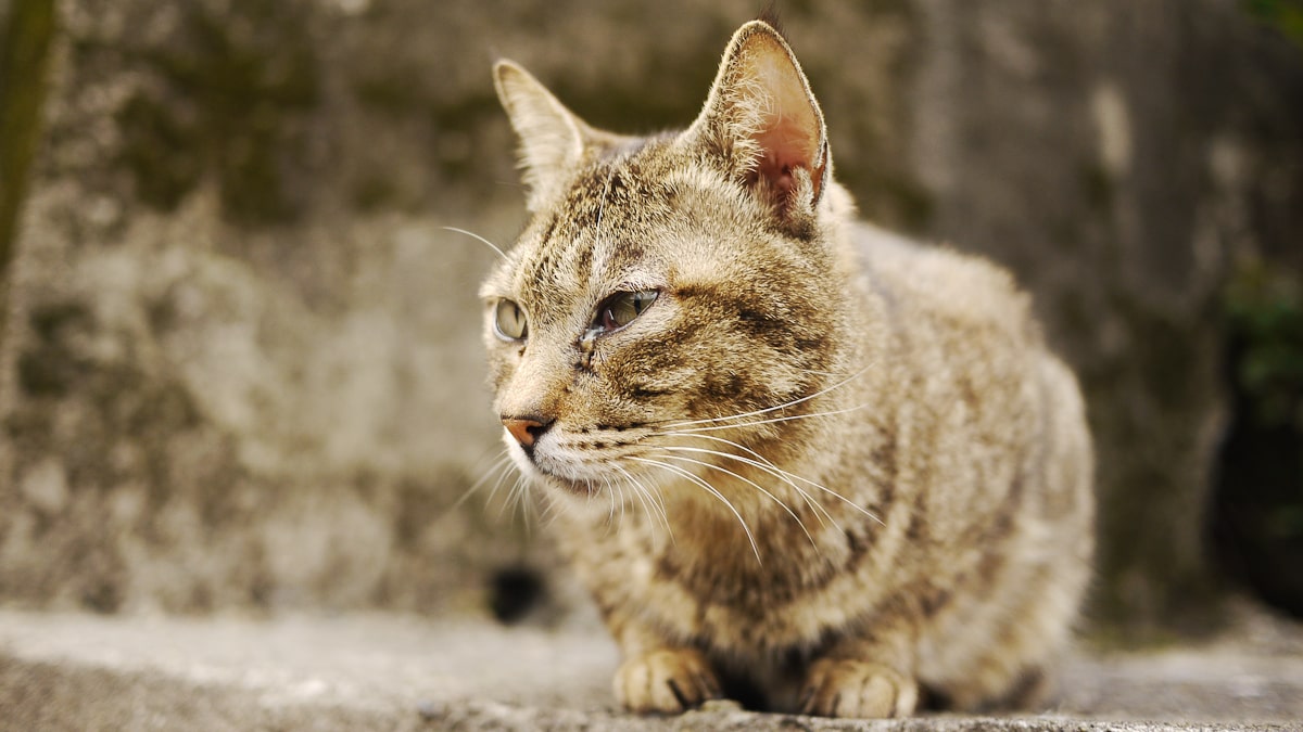 Getting Lost in Haruki Murakami’s ‘Town of Cats’