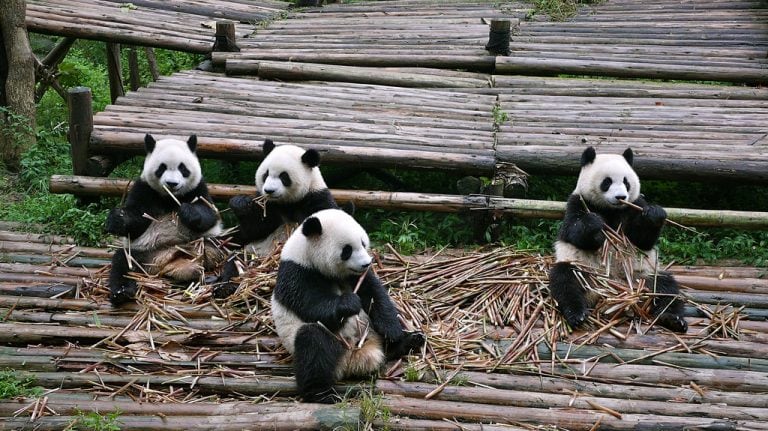 Cute Baby Pandas at Chengdu Research Base of Giant Panda Breeding