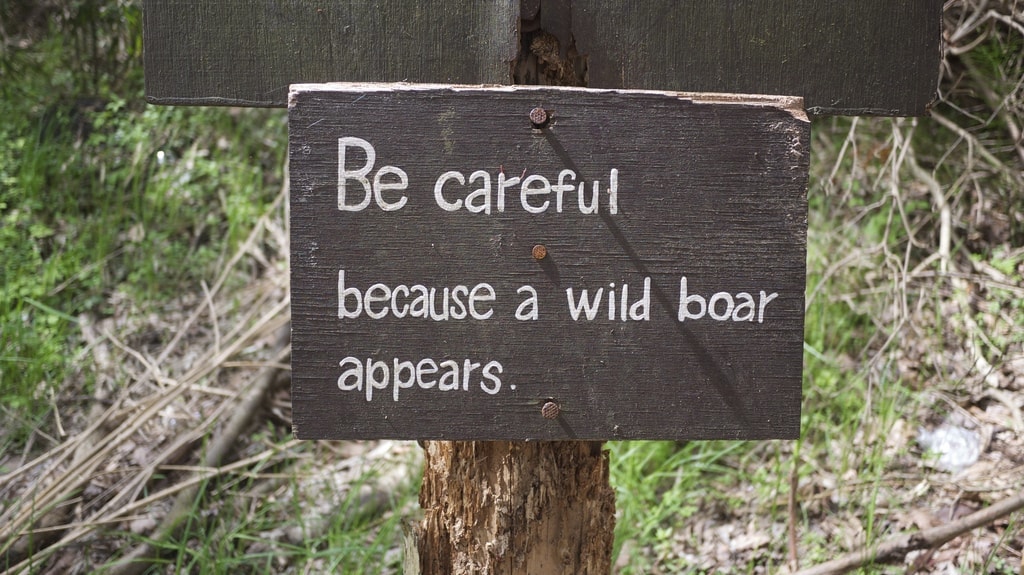 Be careful because a wile boar appears