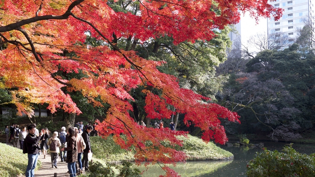 Fall Colours in Koishikawa Korakuen Garden (小石川後楽園), Tokyo – Randomwire