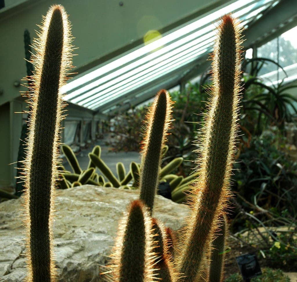 Cactus at Kew
