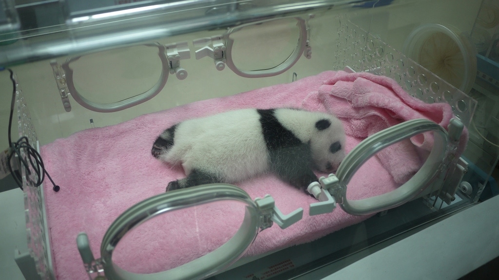 Sleeping Baby Panda