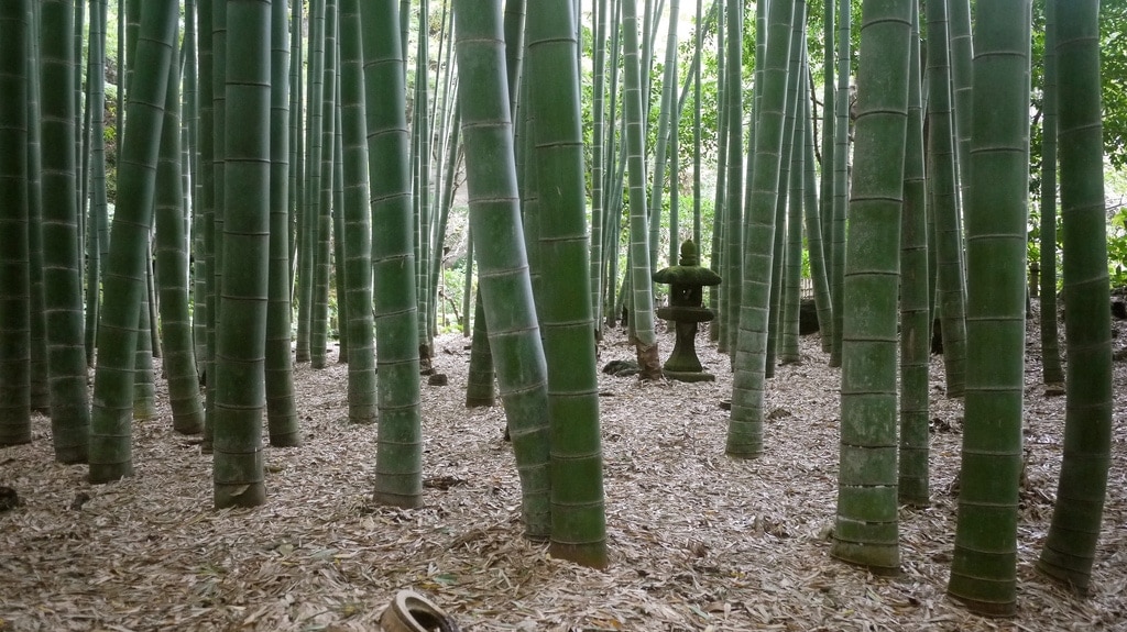 Hokoku-ji Bamboo Grove