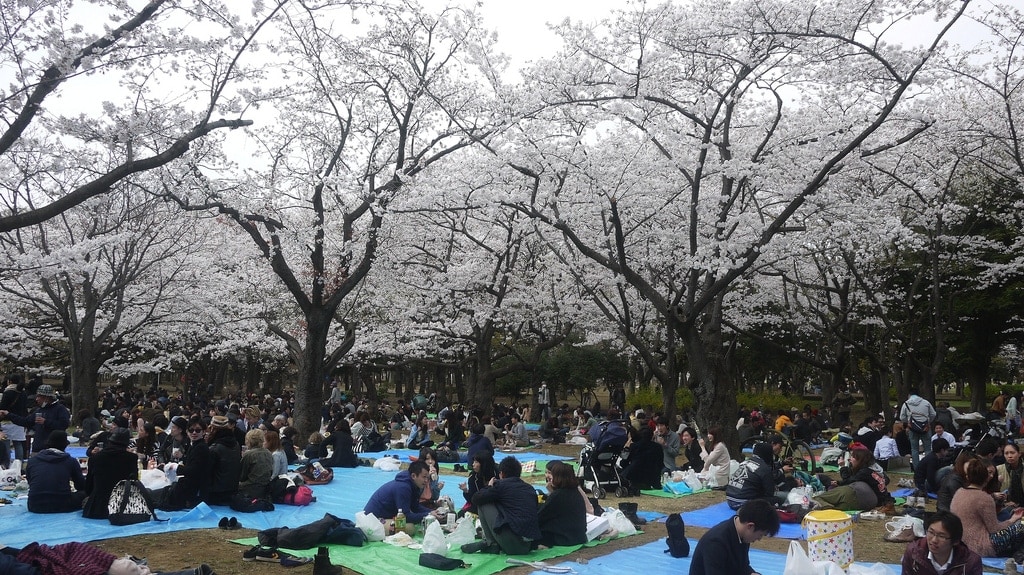 Sitting Under The Cherry Blossoms