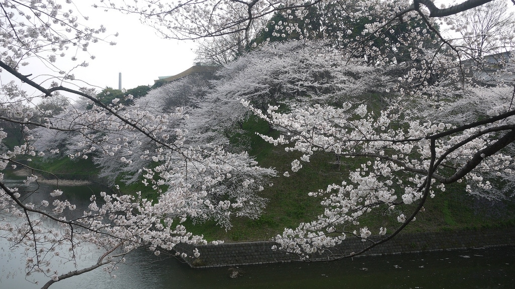 Chidorigafuchi Sakura