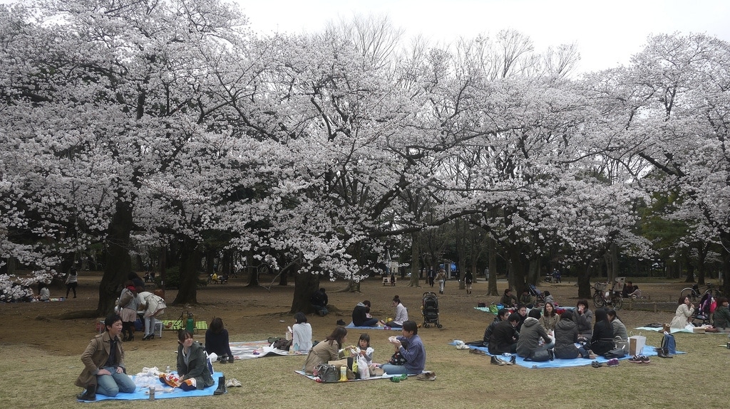 Hanami in Yoyogi Park