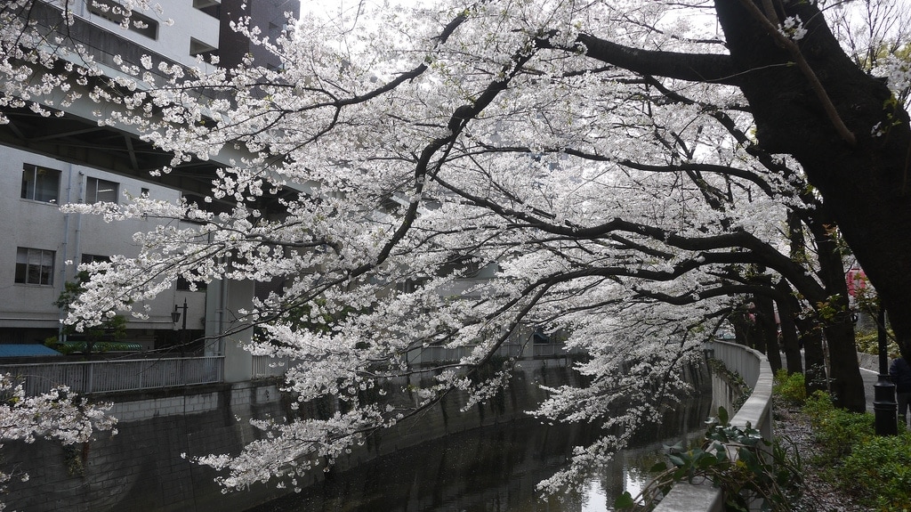 Sakura Overhanging Kanda River