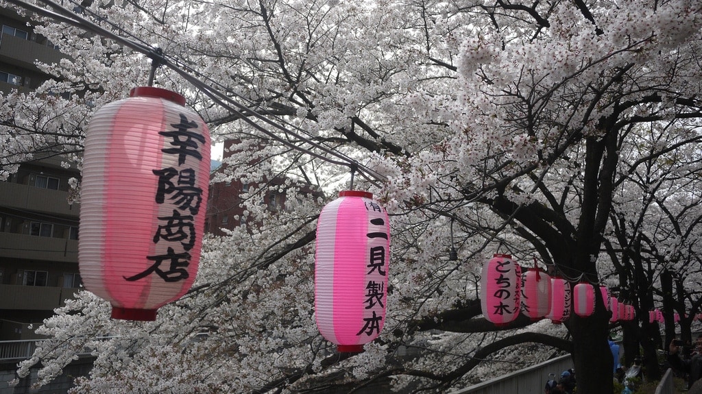 Sakura Lanterns