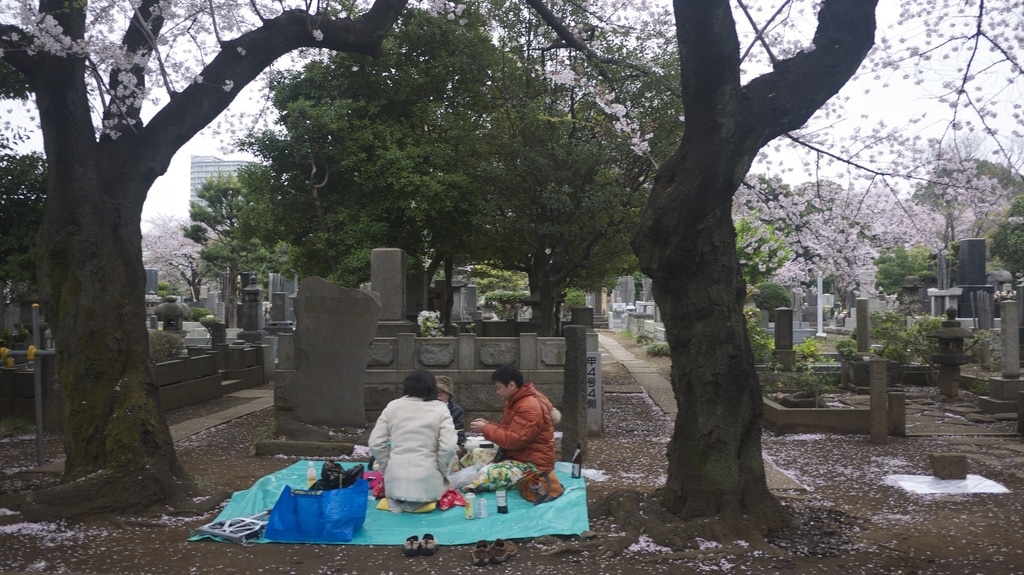 Cemetery Sakura