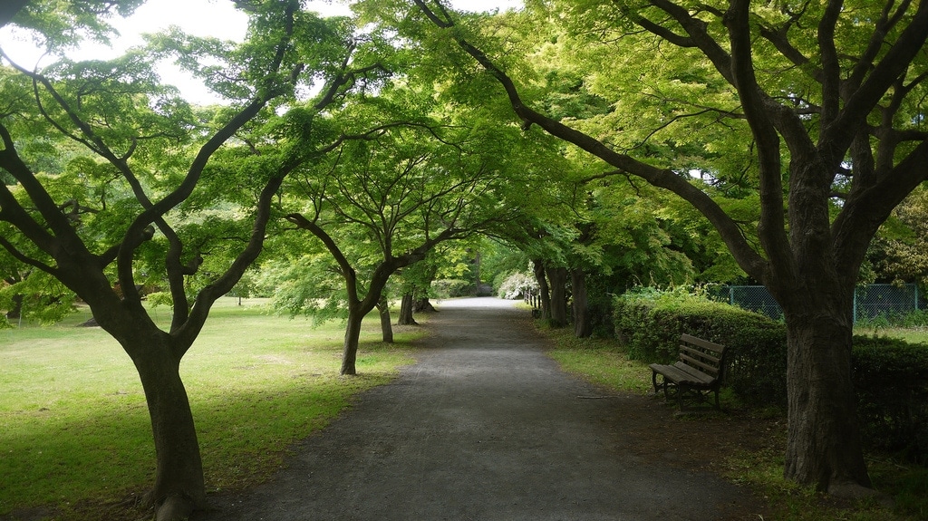 Koishikawa Botanical Gardens Avenue
