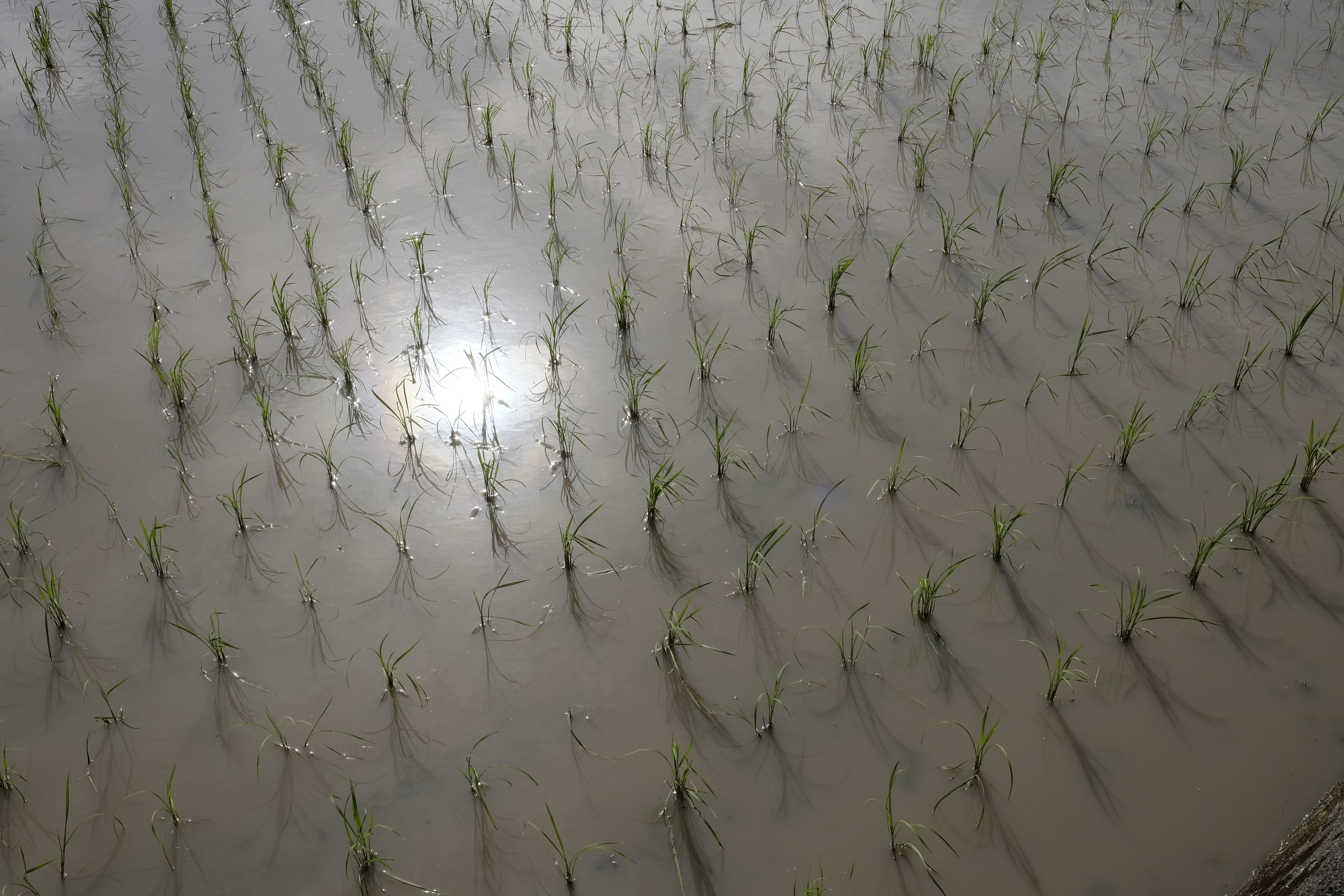 Aratano rice fields