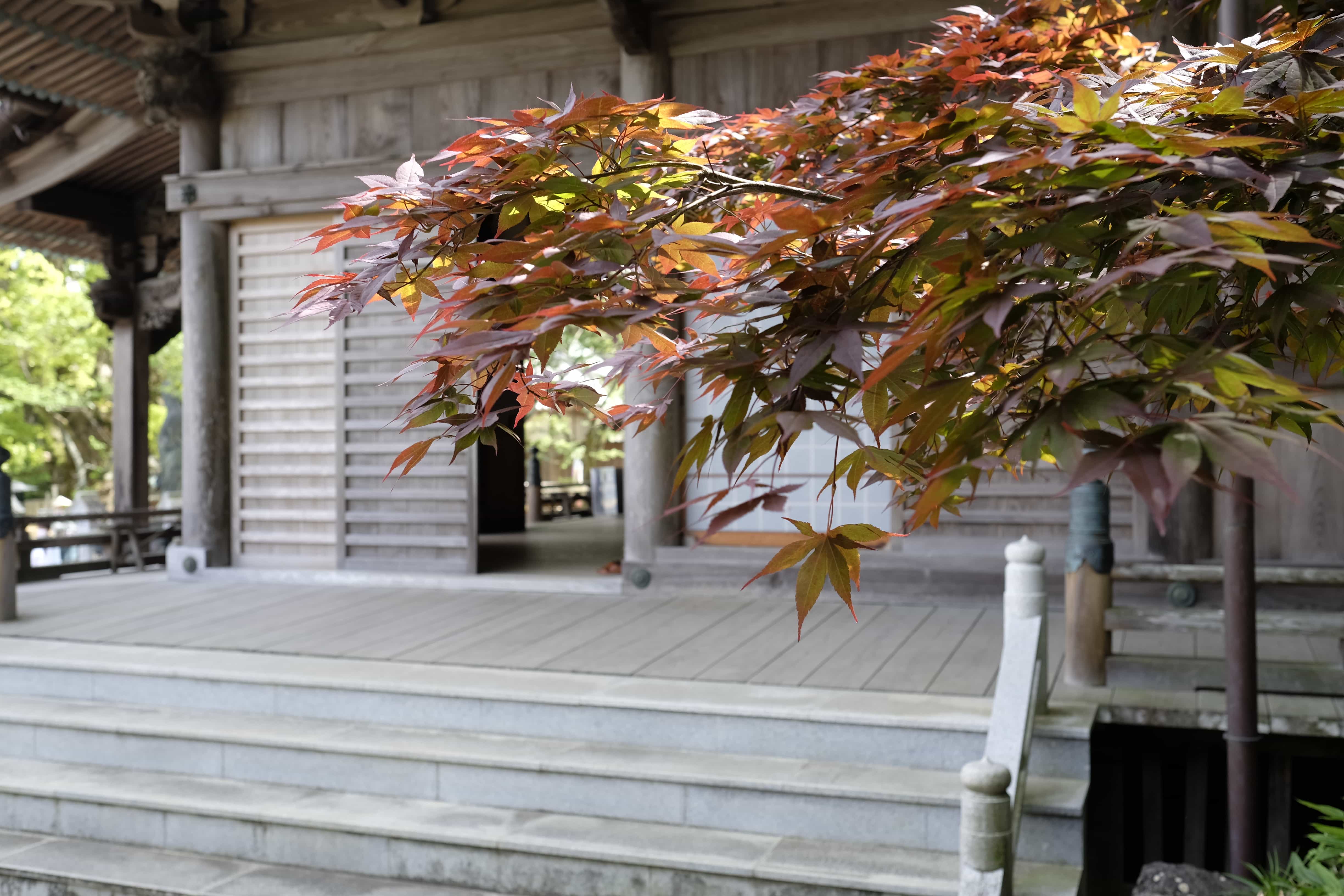 Leaves at Yakuō-ji