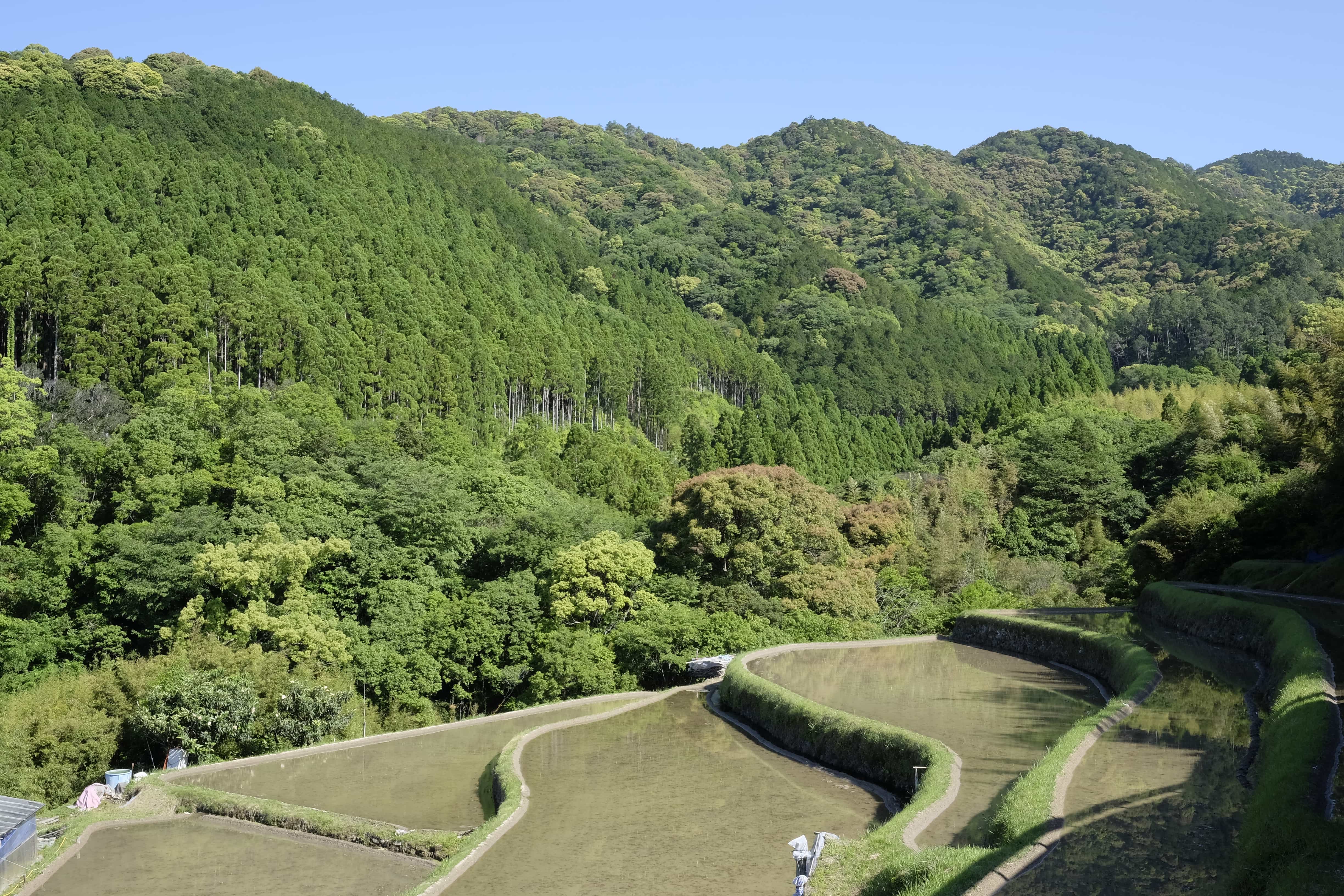 Trail up to Kōnomine-ji