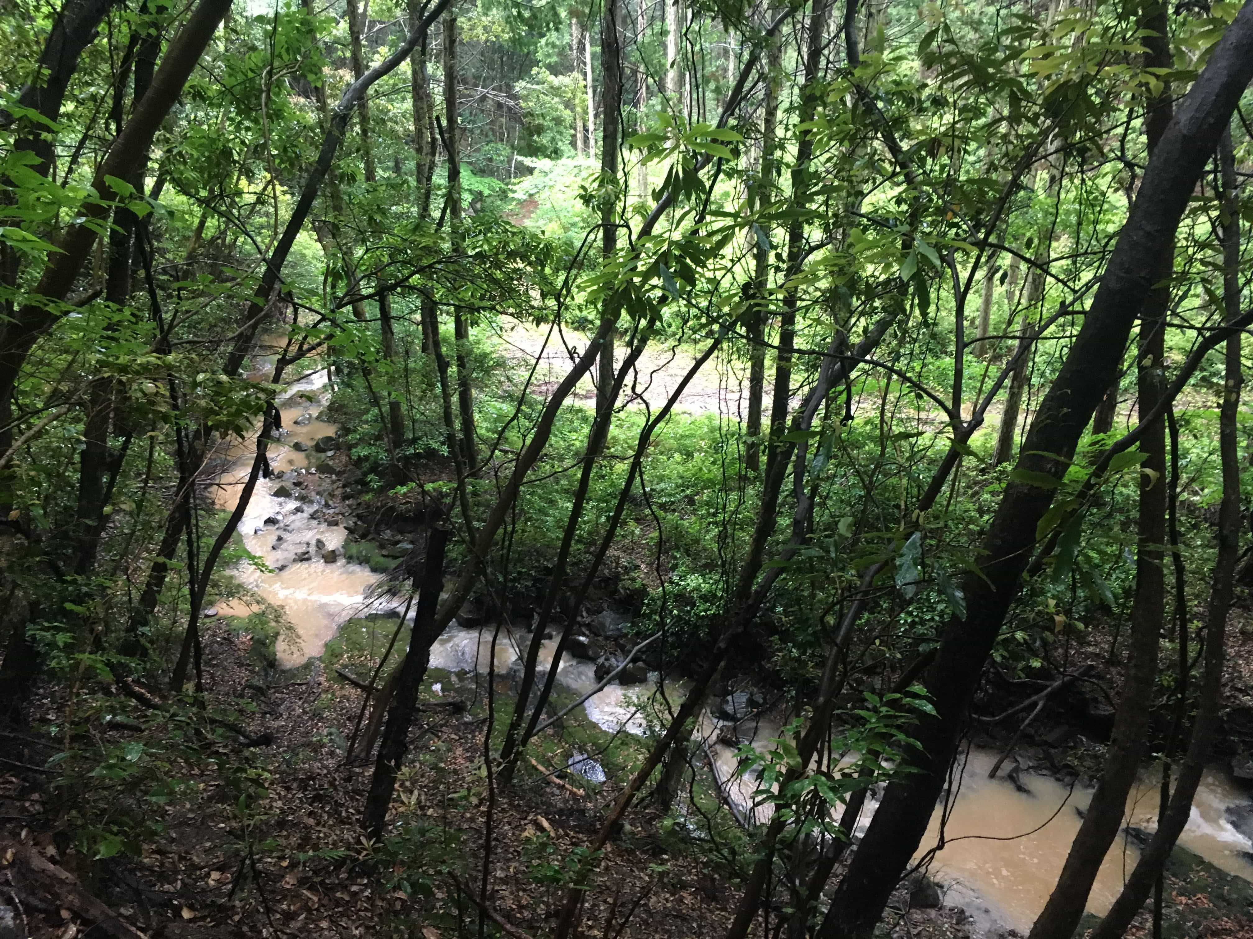 Muddy stream