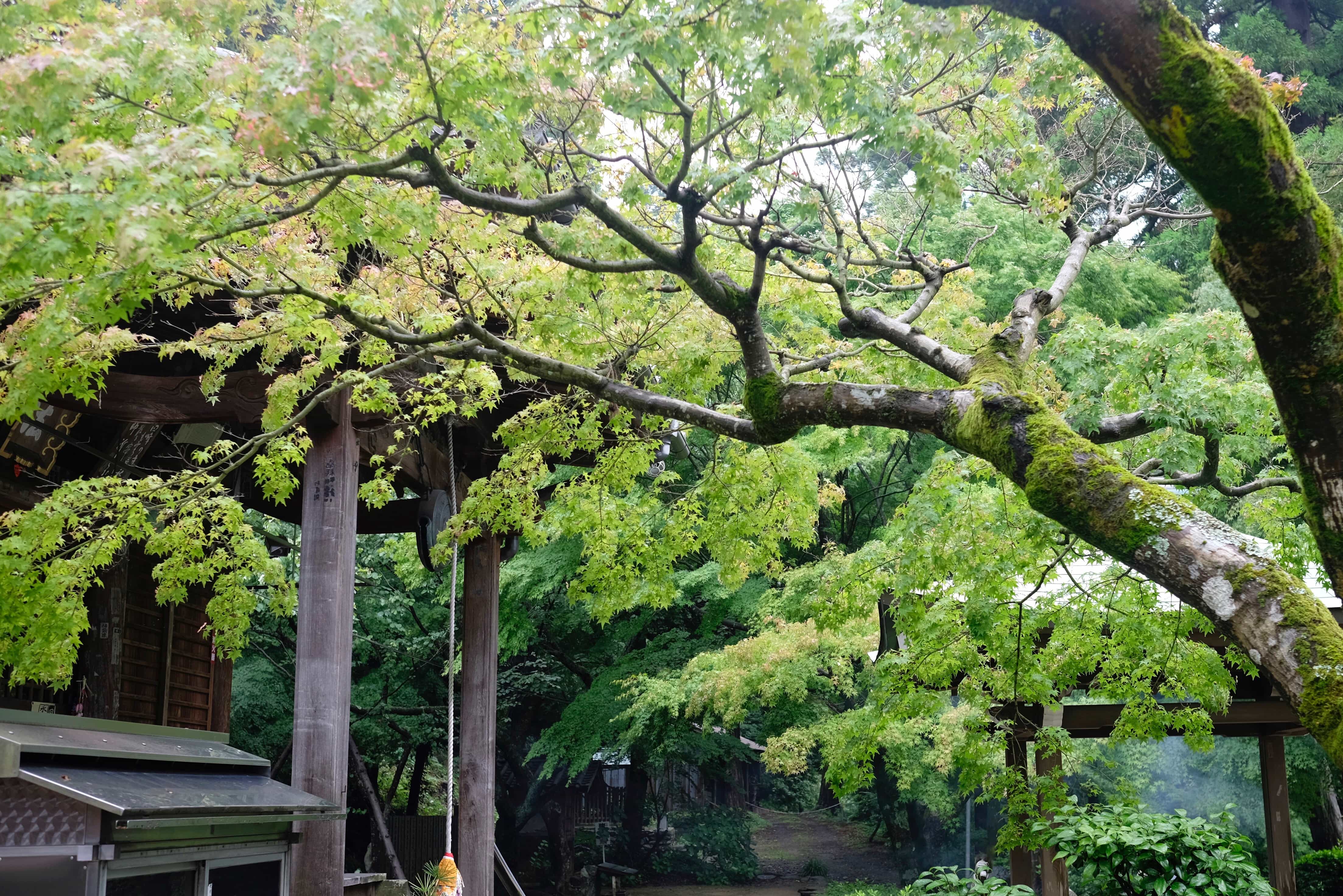 Shiromine-ji Trees