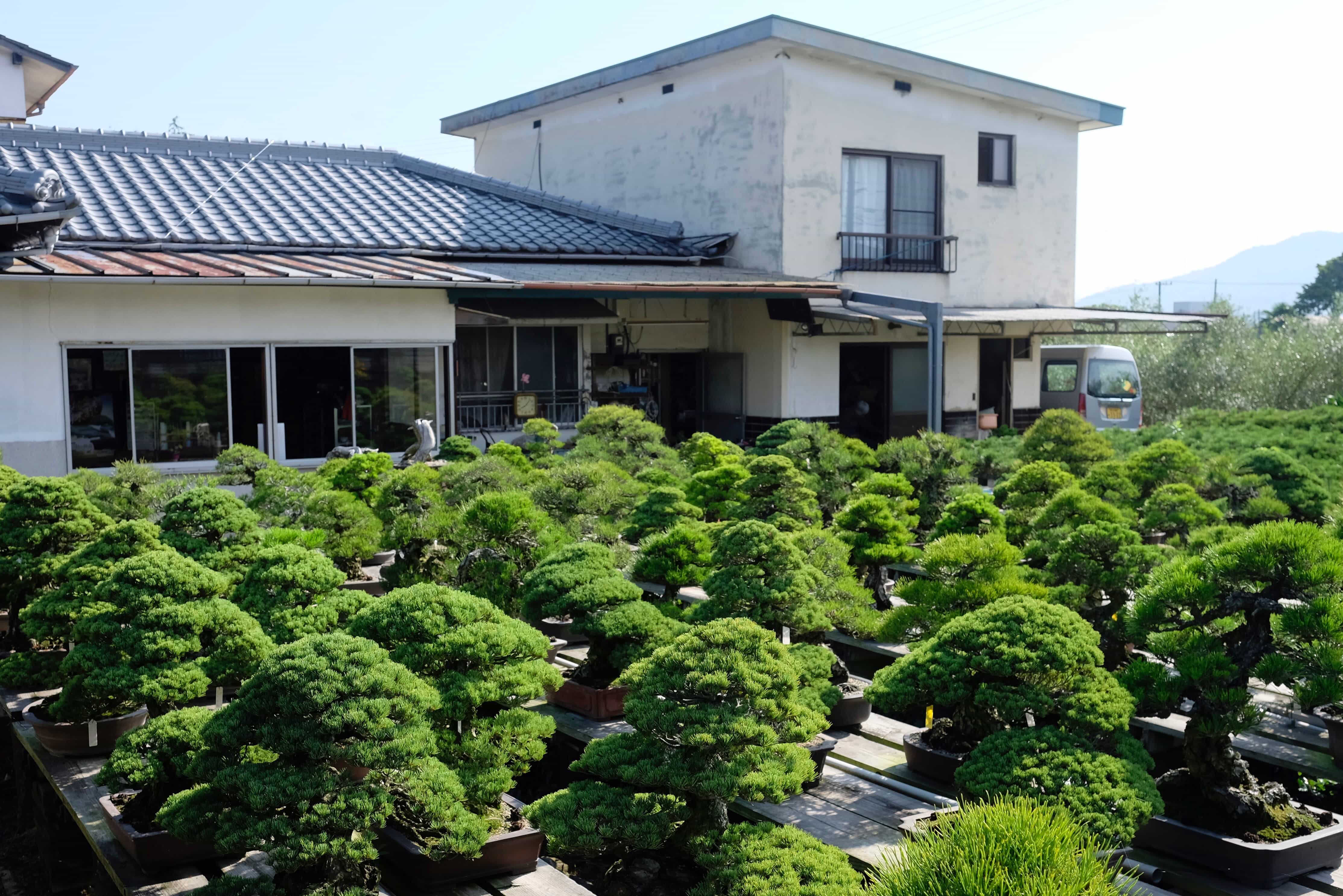 Kinashi Bonsai Nursery