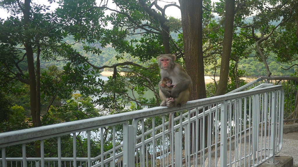 Kam Shan Country Park Monkeys
