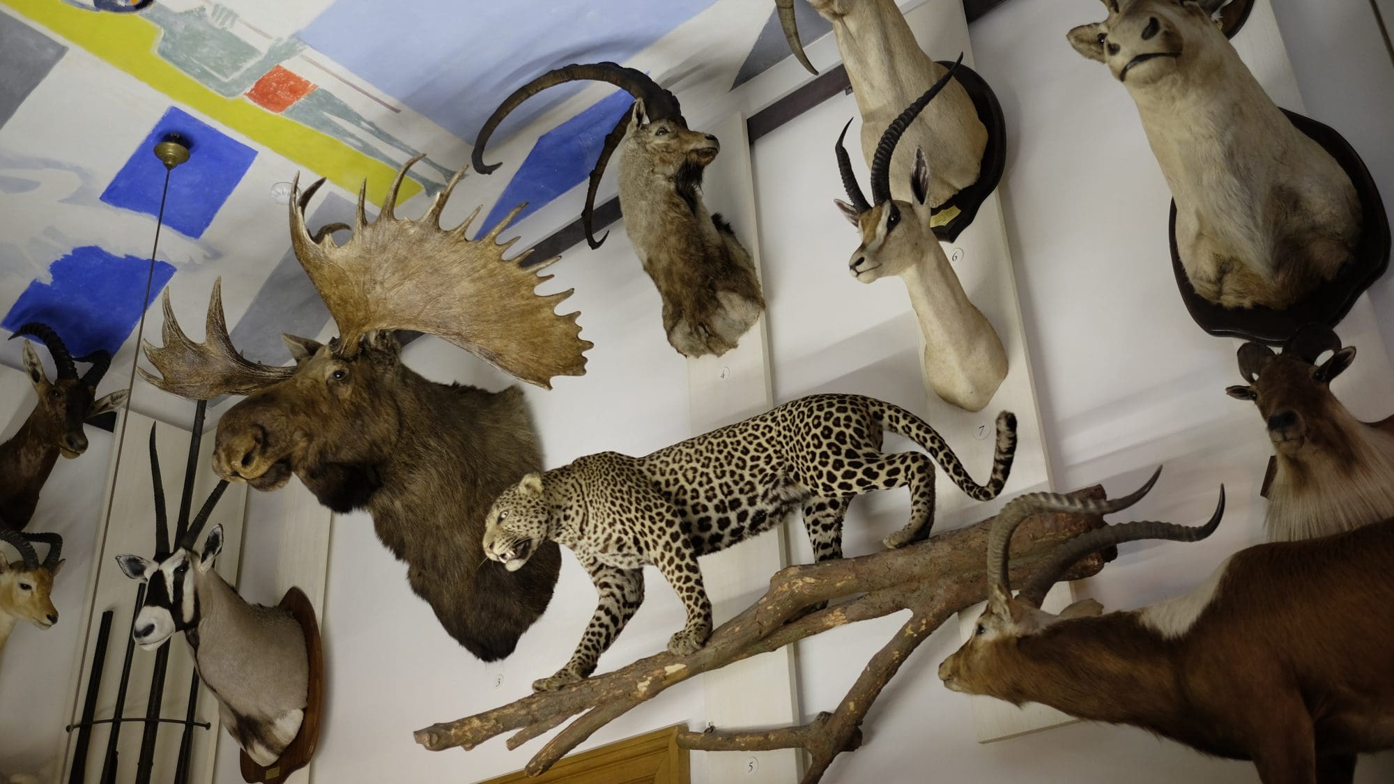 kalorie afslappet vogn Musée de la Chasse et de la Nature – Museum of Hunting and Nature in Paris  – Randomwire