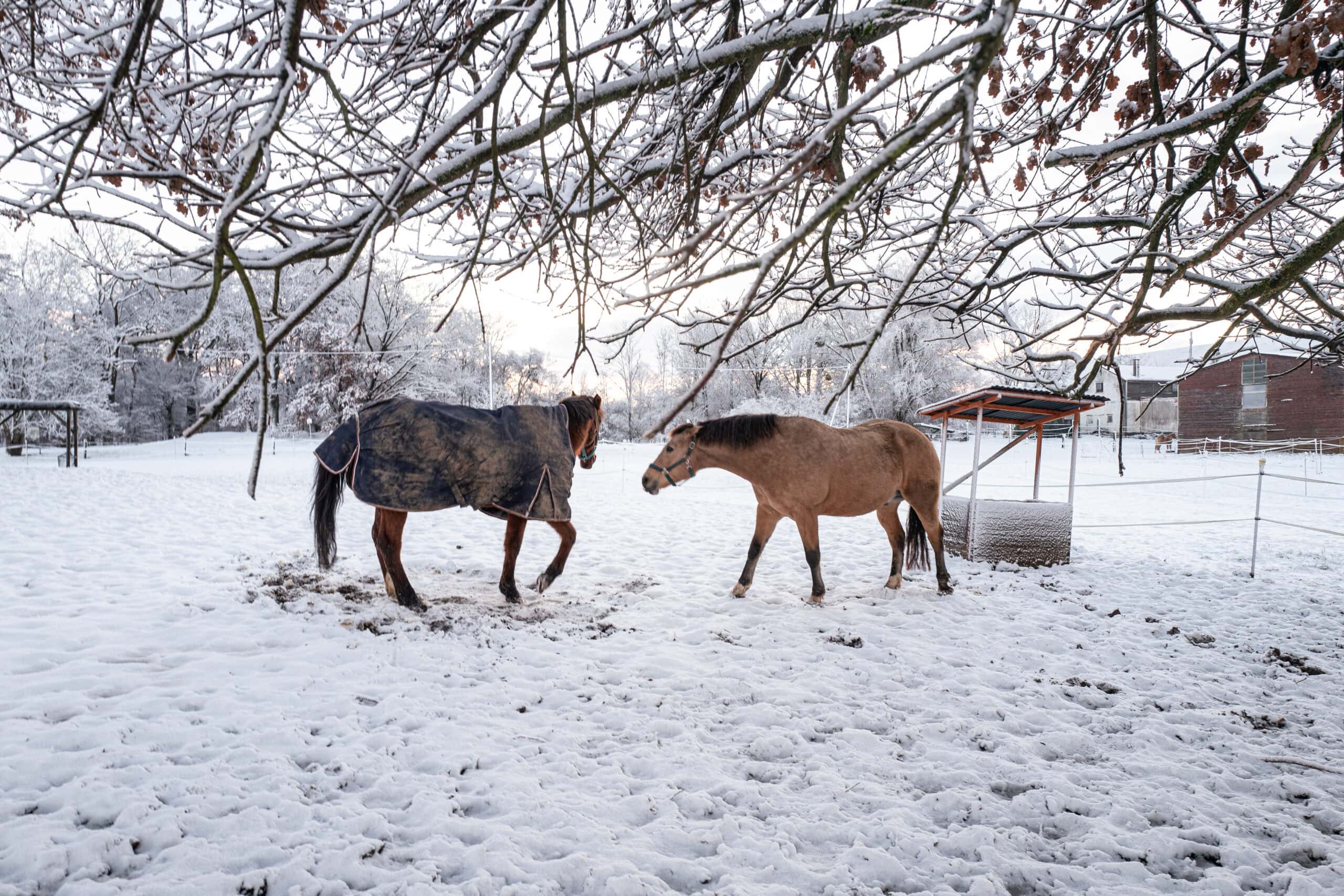 First Snowfall in Munich