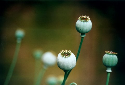 Poppy Seed Heads