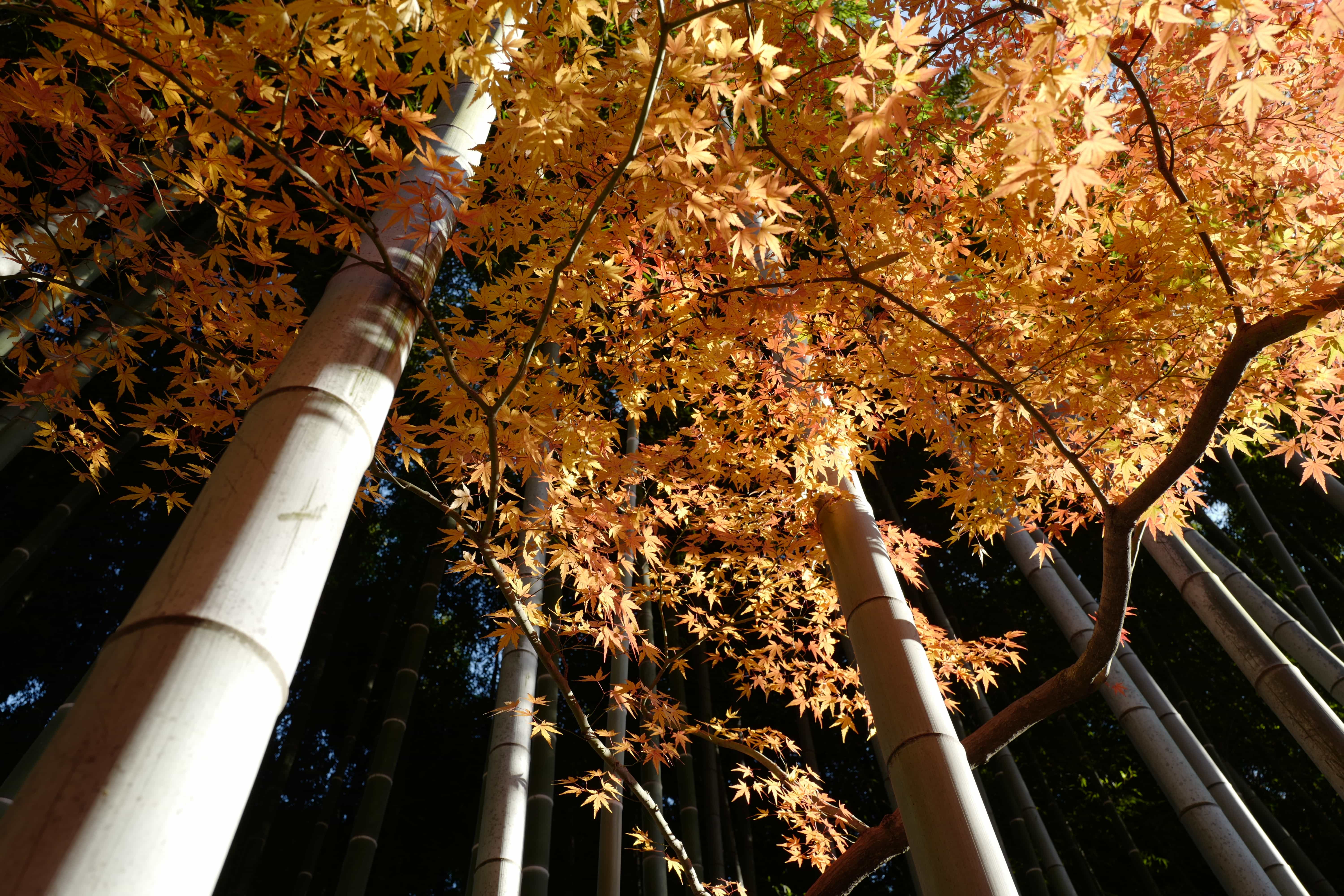 Autumn Around Tokyo